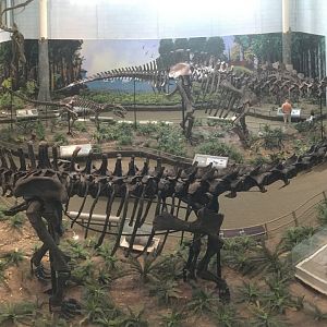 Dinosaurs In Their Time Diplodocus & Apatasaurus