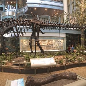 Dinosaurs In Their Time Diplodocus