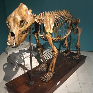 Age of Mammals Cave Bear Skeleton