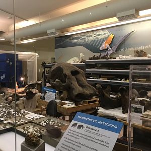 Inside The Paleo Lab