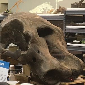 Paleo Lab American Mastodon Skull