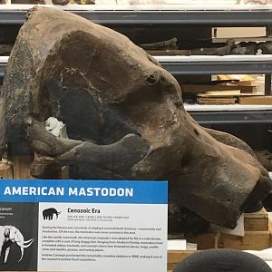 Paleo Lab American Mastodon Skull Side View