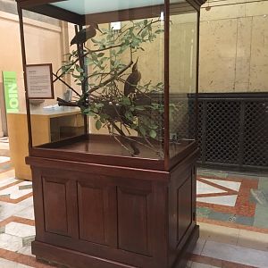 Grand Staircase Green Herons