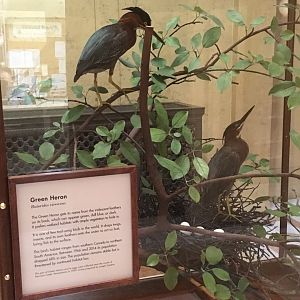 Grand Staircase Green Herons Closeup