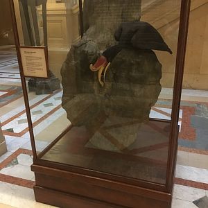 Grand Staircase Rhinoceros Hornbills