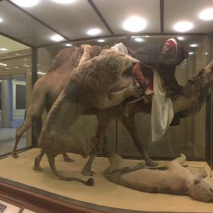 Arab Courier Attacked By Lions