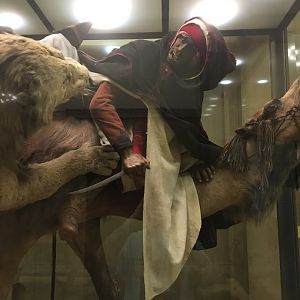 Arab Courier Attacked By Lions Closeup