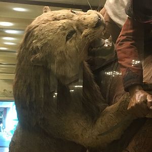 Arab Courier Attacked By Lions Male Barbary Lion