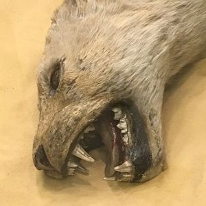 Arab Courier Attacked By Lions Female Barbary Lion