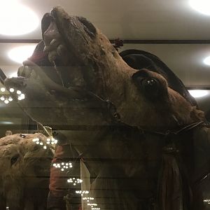 Arab Courier Attacked By Lions Dromedary Camel