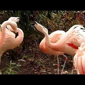 Cleveland Metroparks Zoo Chilean Flamingos - YouTube