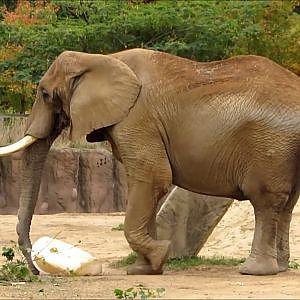 Cleveland Metroparks Zoo African Elephant Crossing - YouTube