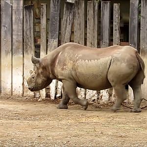 Cleveland Metroparks Zoo Black Rhinoceros - YouTube