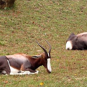 Cleveland Metroparks Zoo Bontebok - YouTube