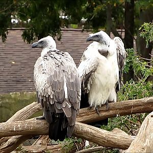 Cleveland Metroparks Zoo White Backed Vultures - YouTube