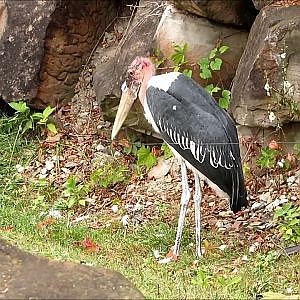 Cleveland Metroparks Zoo Marabou Stork - YouTube