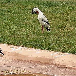 Cleveland Metroparks Zoo White Storks - YouTube