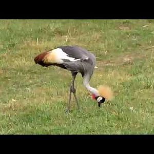 Cleveland Metroparks Zoo East African Crowned Crane - YouTube
