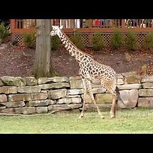 Cleveland Metroparks Zoo Masai Giraffes - YouTube