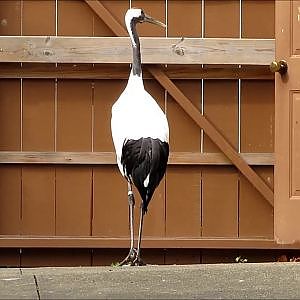 Cleveland Metroparks Zoo Red Crowned Cranes - YouTube