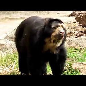 Cleveland Metroparks Zoo Andean Bear - YouTube