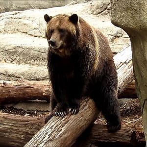Cleveland Metroparks Zoo Grizzly Bears - YouTube