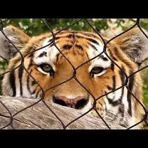Cleveland Metroparks Zoo Rosebrough Tiger Passage - YouTube