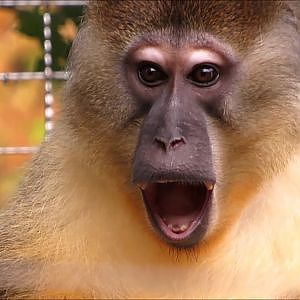 Cleveland Metroparks Zoo Golden Bellied Mangabeys - YouTube