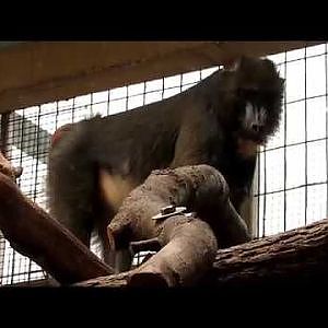 Cleveland Metroparks Zoo Mandrills - YouTube