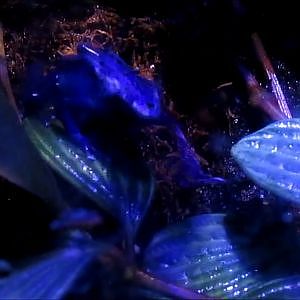 New England Aquarium Blue Poison Dart Frog - YouTube