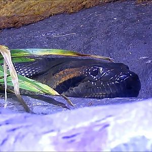 New England Aquarium Green Anaconda & Tetras - YouTube