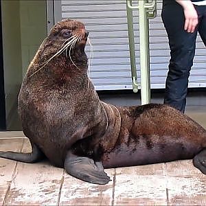 New England Aquarium Northern Fur Seals - YouTube