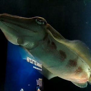New England Aquarium Common Cuttlefish - YouTube