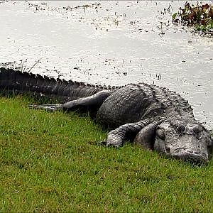 Sweetwater Wetlands Park Alligators - YouTube
