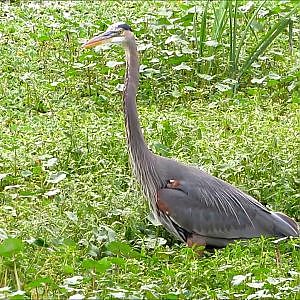 Sweetwater Wetlands Park Great Blue Herons - YouTube