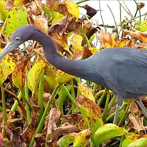 Sweetwater Wetlands Park Little Blue Herons - YouTube