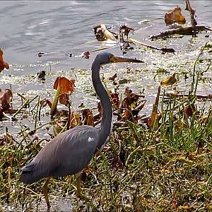 Sweetwater Wetlands Park Tricolored Herons - YouTube