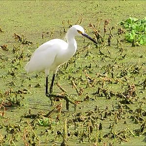 Sweetwater Wetlands Park Snowy Egrets - YouTube