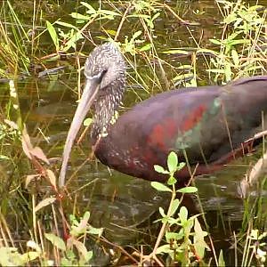 Sweetwater Wetlands Park Glossy Ibises - YouTube