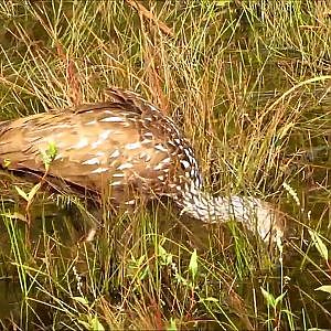 Sweetwater Wetlands Park Limpkins - YouTube
