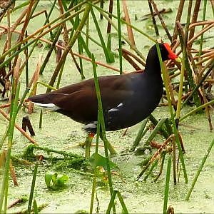 Sweetwater Wetlands Park Common Moorhens - YouTube
