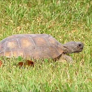 Sweetwater Wetlands Park Gopher Tortoise - YouTube