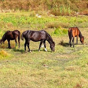 Sweetwater Wetlands Park Wild Florida Cracker Horses - YouTube