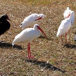 Home Depot Birds - YouTube