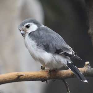 African Pygmy-Falcon