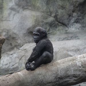 Western Lowland Gorilla Baby