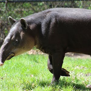 Baird's Tapir