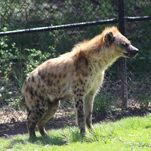 Spotted Hyena