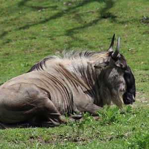 Eastern White-Bearded Wildebeest
