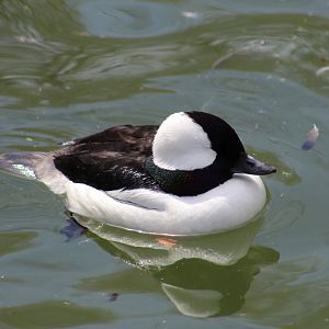 Bufflehead